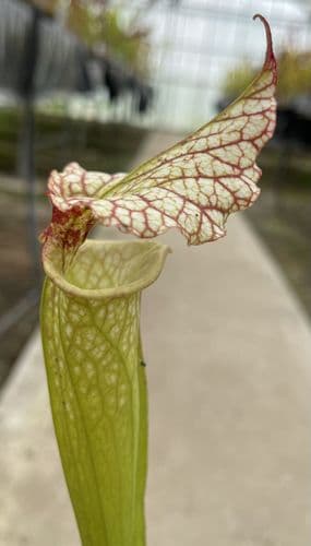 SH01000 S.x moorei Gulf coast