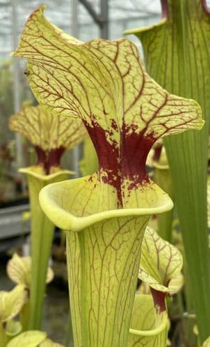 SH011 Sarracenia x Brooks hybrid