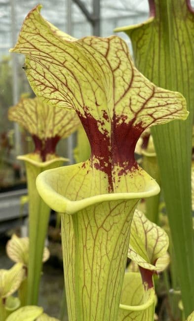 S.x Brooks hybrid | North American Pitcher Plant