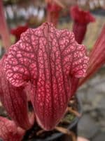 S. cv Fiona large | North American Pitcher Plant