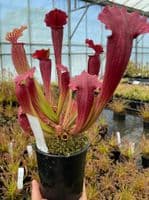 S. cv Fiona large | North American Pitcher Plant