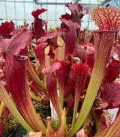 S. cv Fiona large | North American Pitcher Plant
