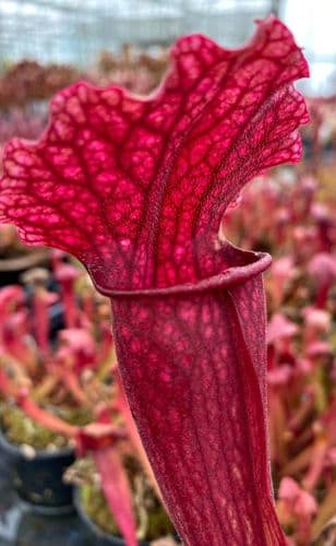SH012 Sarracenia cv Fiona