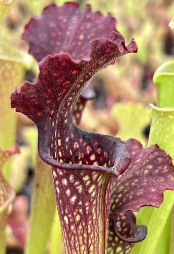 SH014 Sarracenia x Readii