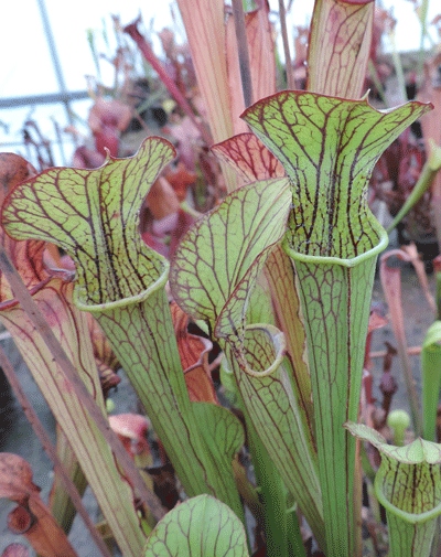 SH015 Sarracenia x Popei