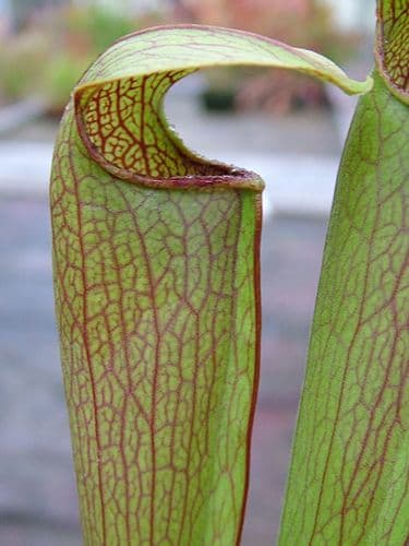 SH017 Sarracenia x Rehderii