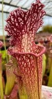 S.x Mitchelliana x S.leucophylla clone1 | North American Pitcher Plant