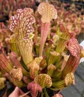 S.x Mitchelliana x S.leucophylla clone1 | North American Pitcher Plant