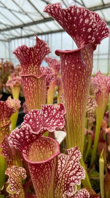 S.x Mitchelliana x S.leucophylla clone1 | North American Pitcher Plant