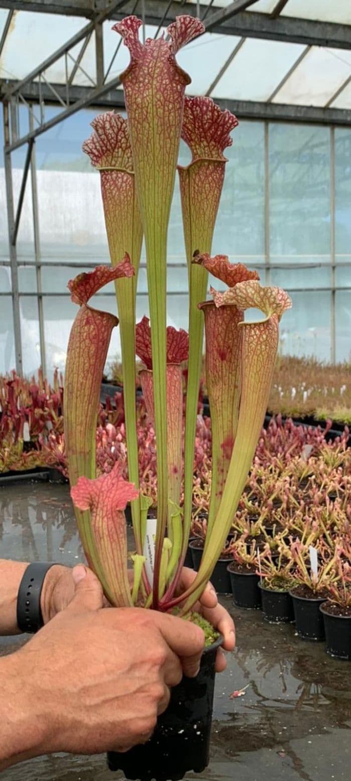 SH018a Sarracenia x mitchelliana x leucophylla cl1
