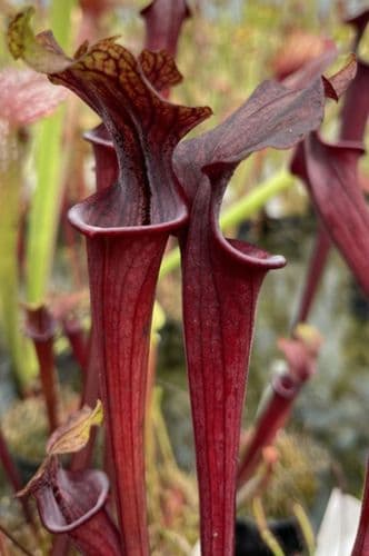 SH019 Sarracenia x soperi purple tube