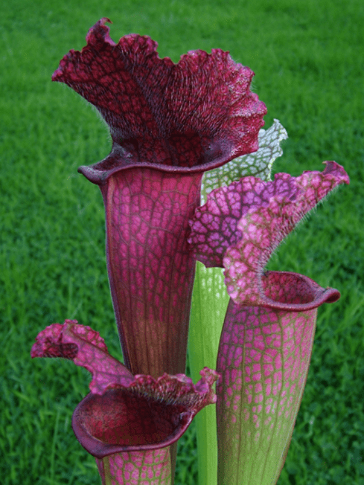 SH020 Sarracenia cv Juthatip Soper