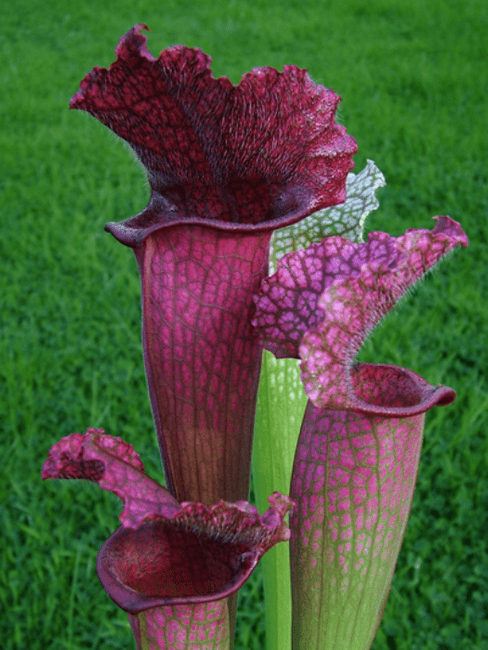 Juthatip Soper | Carnivorous Plants | Sarracenia Plants