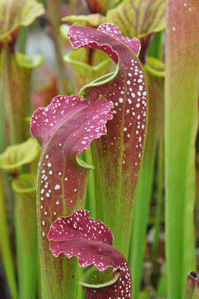 SH024 Sarracenia x Excellens A.Slack clone