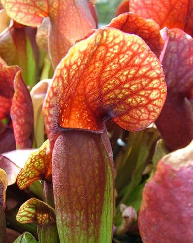 SH025 Sarracenia x Swaniana