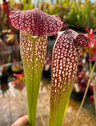 SH027 S. x excellens tall form