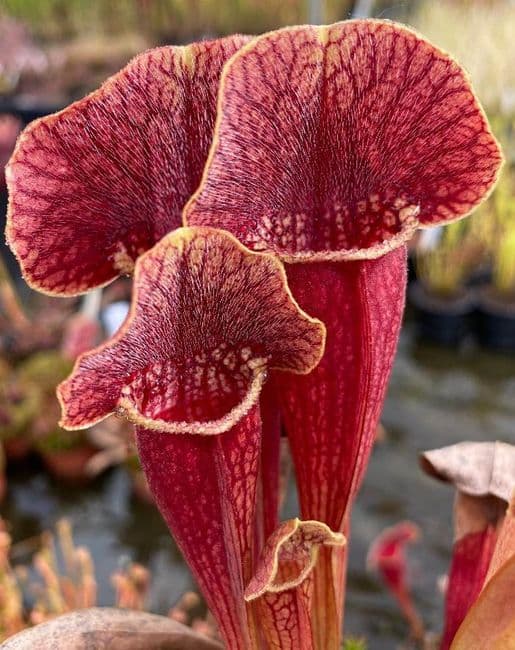 S.x swaniana x S.x mitchelliana | North American Pitcher Plant