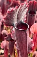 SH030 Sarracenia Thomas
