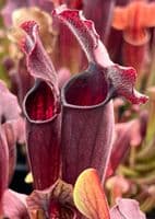 SH030 Sarracenia Thomas