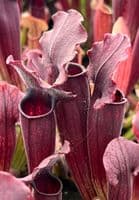 SH030 Sarracenia Thomas