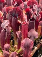 SH030 Sarracenia Thomas