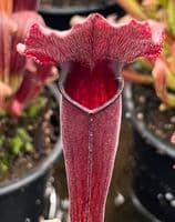 SH030 Sarracenia Thomas