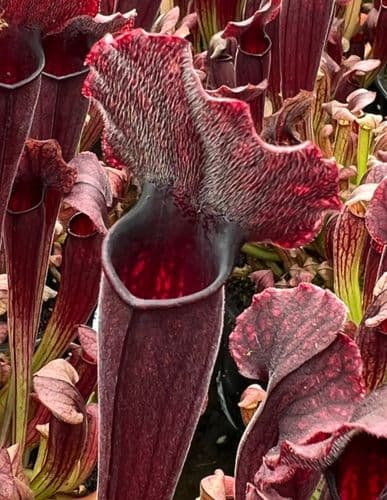 SH030 Sarracenia Thomas