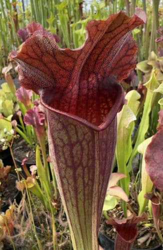 SH030 Sarracenia Thomas