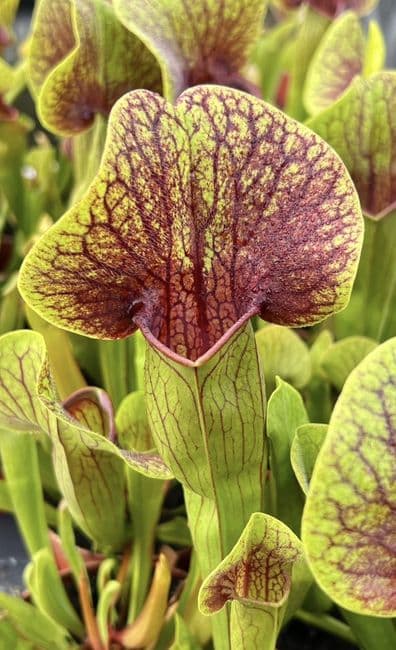 sh031-sarracenia-cv-ray