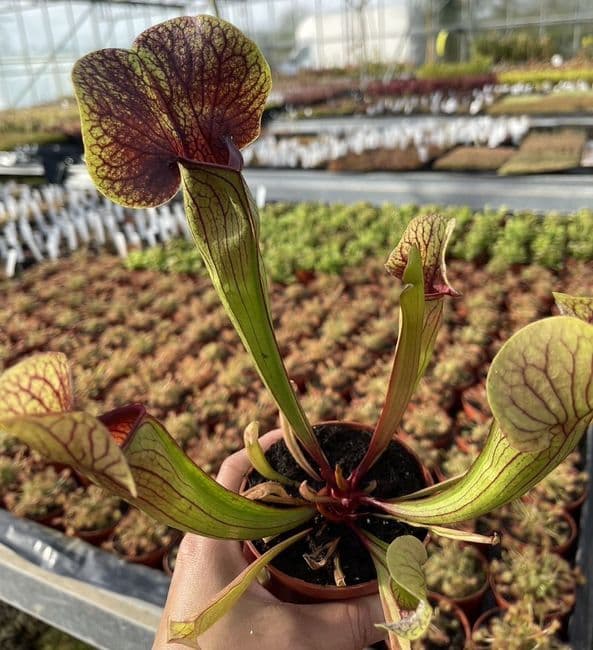 sh031-sarracenia-cv-ray