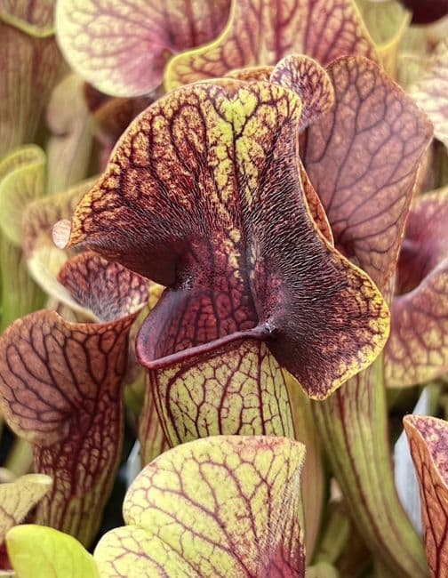SH031 Sarracenia cv Ray