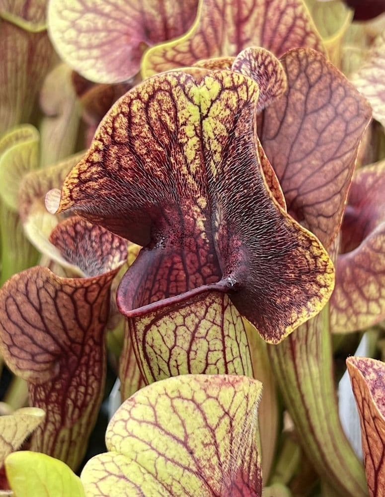SH031 Sarracenia cv Ray