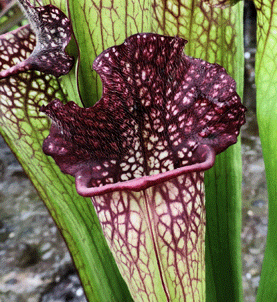Sarracenia cv 'Mary Cheek | North American Pitcher Plant