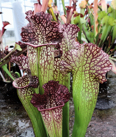 Sarracenia cv 'Mary Cheek | North American Pitcher Plant