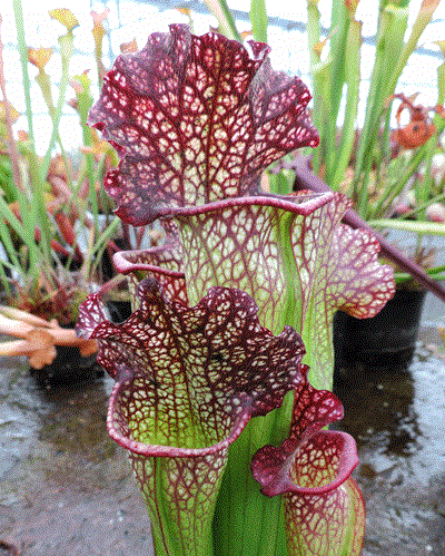 Sarracenia cv 'Mary Cheek | North American Pitcher Plant