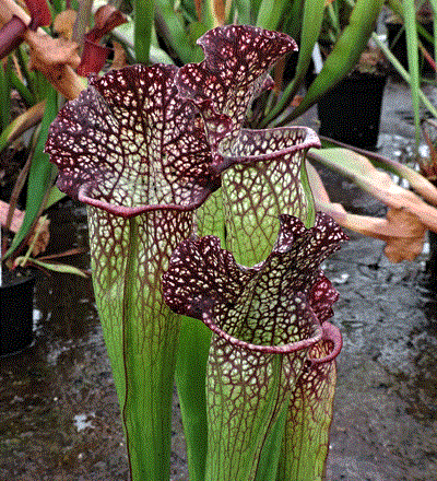 Sarracenia cv 'Mary Cheek | North American Pitcher Plant