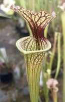 SH036 S. x moorei Gulf form