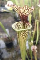 SH036 S. x moorei Gulf form