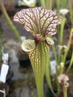 SH036 S. x moorei Gulf form