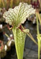 SH036 S. x moorei Gulf form