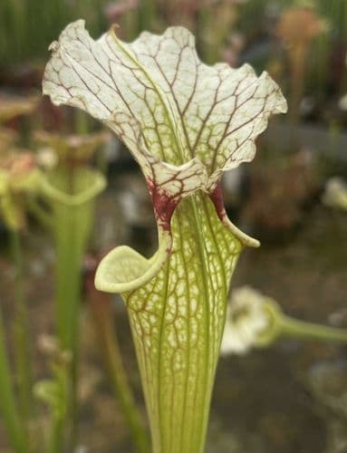 SH036 S. x moorei Gulf form