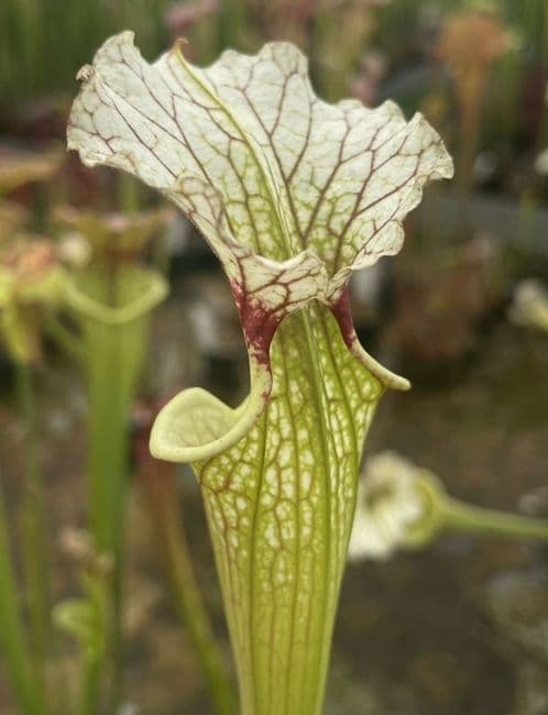 SH036 S. x moorei Gulf form