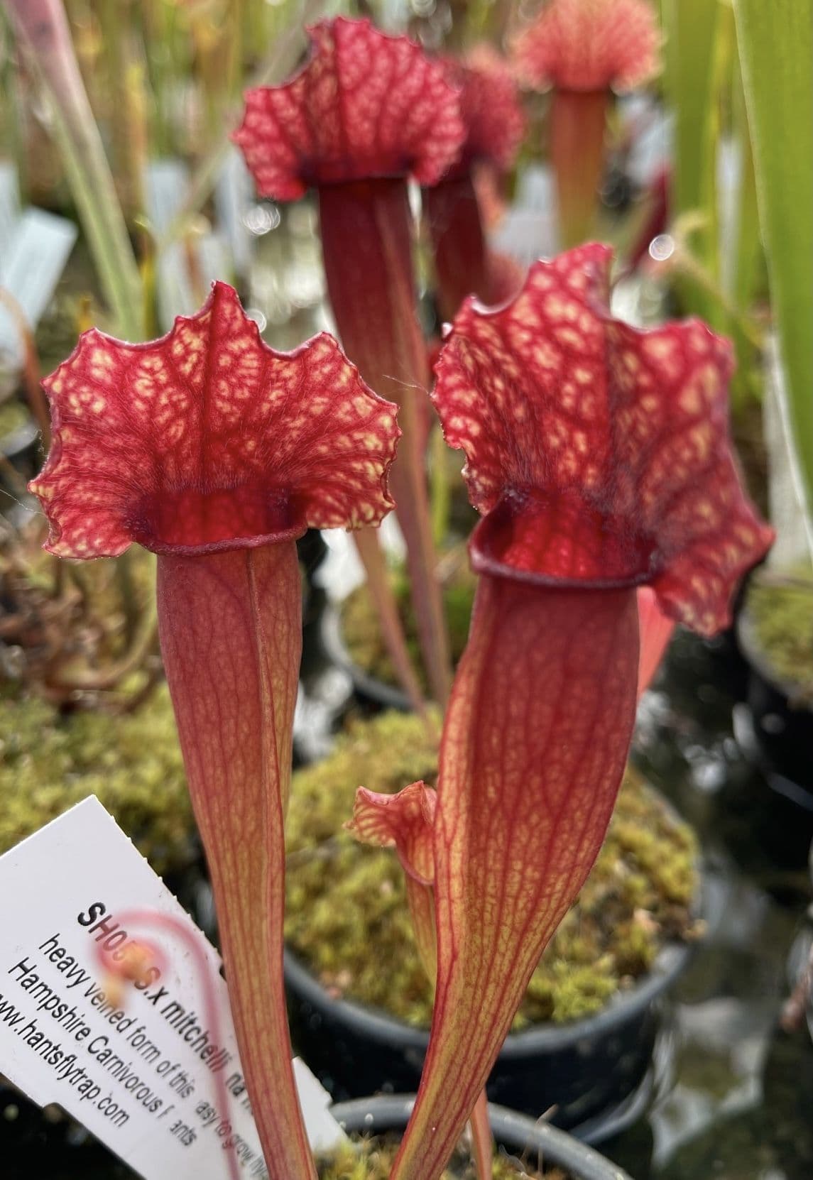 Sarracenia x Mitchelliana heavy veined form large North American