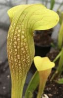Sarracenia x minata | North American Pitcher Plant