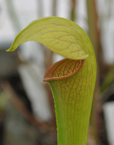 Sarracenia x minata | North American Pitcher Plant