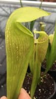 Sarracenia x minata | North American Pitcher Plant