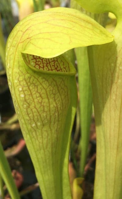Sarracenia x minata | North American Pitcher Plant