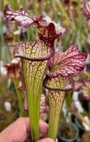 S. X cv Lynda Butt | North American Pitcher Plant