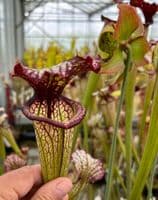 S. X cv Lynda Butt | North American Pitcher Plant