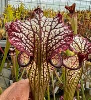 S. X cv Lynda Butt | North American Pitcher Plant